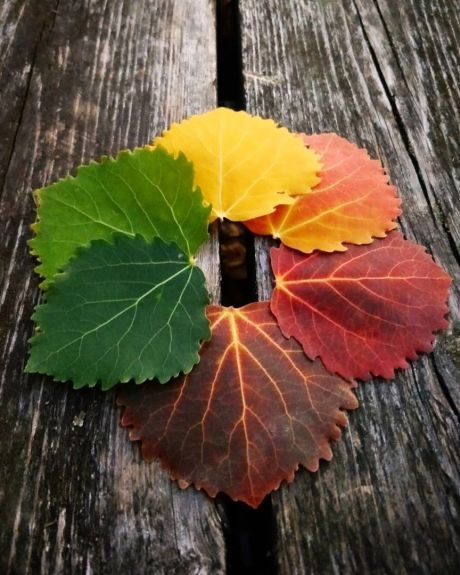 ciclo de colores natural del otoño