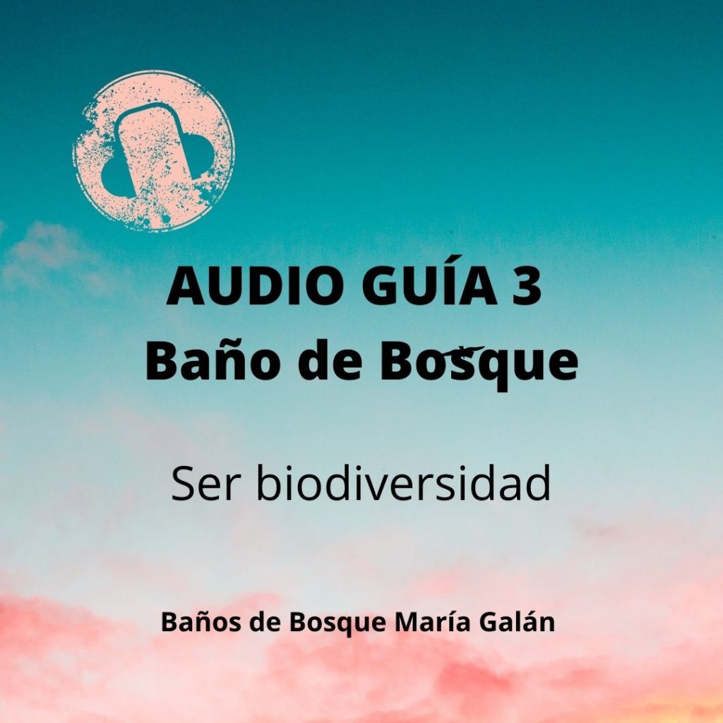 AudioGuia de Baños de Bosque-3
Shinrinyoku
España
Barcelona